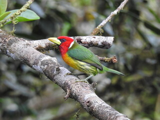 TORITO MACHO. AVE COLOMBIANA