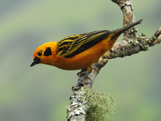 TANGARA ARTUS. AVE COLOMBIANA