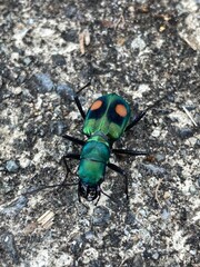 COLEOPTERO. CUCARRON 