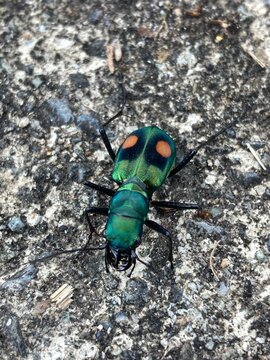 COLEOPTERO. CUCARRON 