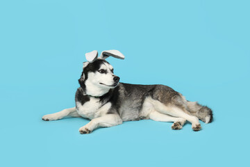 Cute Husky dog with bunny ears on blue background. Easter celebration