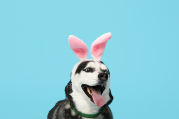 Adorable Husky dog with bunny ears on blue background. Easter celebration