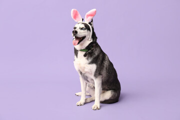 Adorable Husky dog with bunny ears on lilac background. Easter celebration