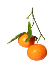 Fresh tangerines with green leaves isolated on white