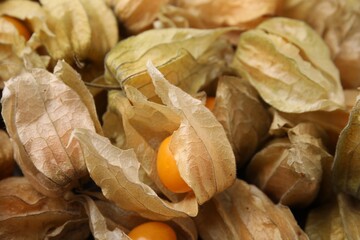 Ripe physalis fruits with calyxes as background, closeup