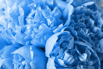 Beautiful light blue peonies as background, closeup view