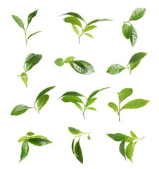 Fresh green tea leaves isolated on white, set