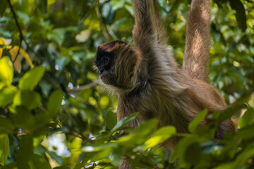Perfil de un mono araña colgando de un árbol 