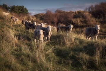 Herdwick sheep, conservation grazing 
