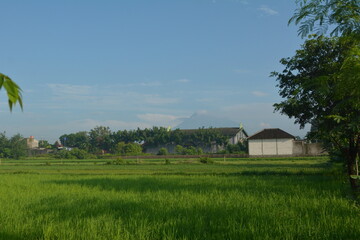 View of rice fields in a background of Mount Merapi in Yogyakarta, Indonesia