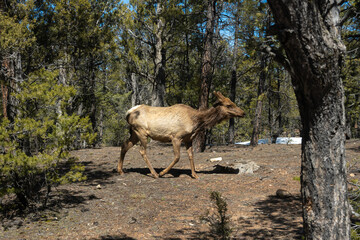 Female Elk Walking Across The South Rim