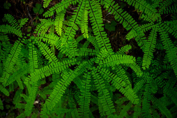 Five-fingered Ferns Grow Bright Green With Black Stems On Forest Floor