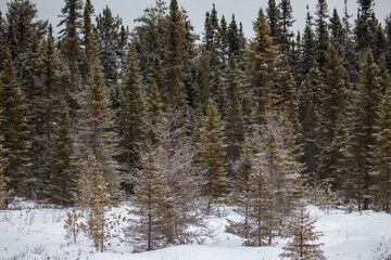 Fototapeta na wymiar Spruce tree forest in winter