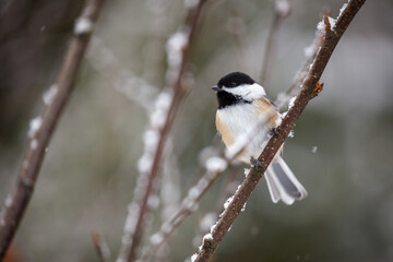 Chickadee perched on a snowy branch.