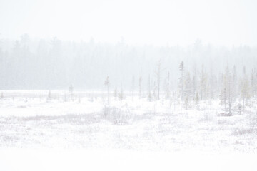 Foggy winter forest landscape.