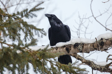 Large raven perched on snow covered tree branch.