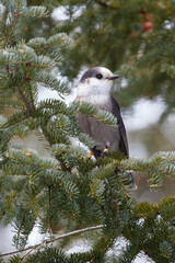 Canada Jay in evergreen tree facing right