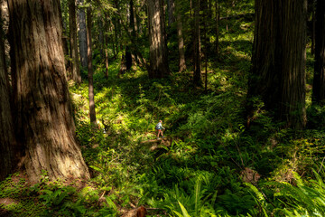 Hiker Climbs Hill Between Giant Redwood Trees In Redwood