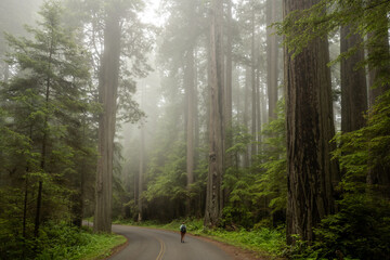 Hiker Walks An Empty Road In The Fog Of Redwood