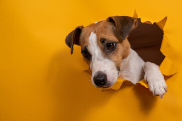 Funny jack russell terrier comes out of a paper orange background tearing it. 