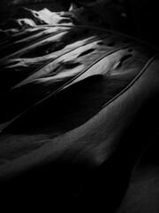 Black and white macro image of large leaf in rainforest with sunlight bouncing off the surface. Dark and moody high contrast image, leaf texture, Monsterra Deliciosa plant, Swiss cheese plant