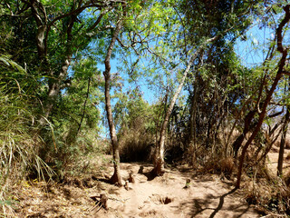 Sunny Day in a Natural Wooded Area