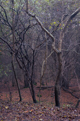 Gnarly trees in a foggy forest.