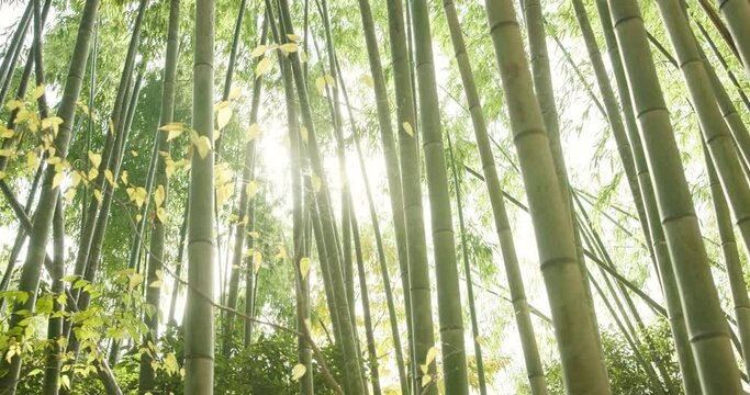 Low angle, bamboo trees and sunshine with green in nature, Japanese jungle with leaves and lens flare. Environment, landscape in Japan with greenery, foliage and reed plants, in natural background