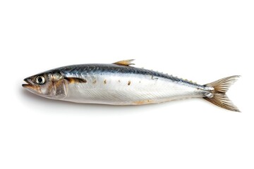 Fototapeta premium Fresh sardine alone on white background