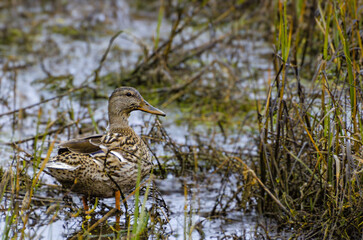 Duck in the estuary