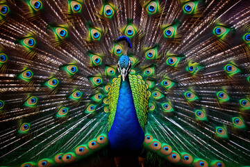 Obraz premium peacock with feathers out of focus