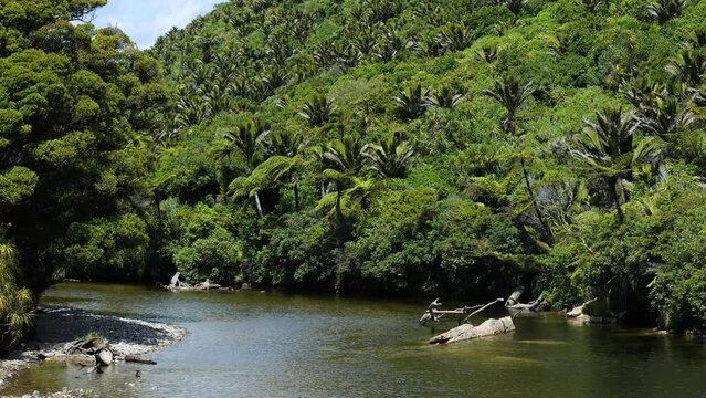 Forest with nikau palm trees at Pororari river, Paparoa National Park, New Zealand