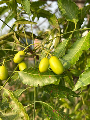 neem fruit in nature garden