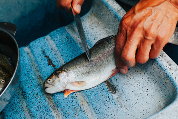 Photograph of hands removing the scales from a trout for food preparation. 