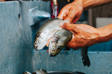 Photograph of hands washing trout for cooking.