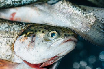 Photograph of a closed trout plan in Peru. Food concept.