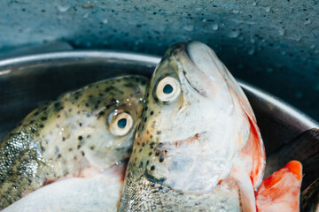 Photograph of a closed trout plan in Peru. Food concept.