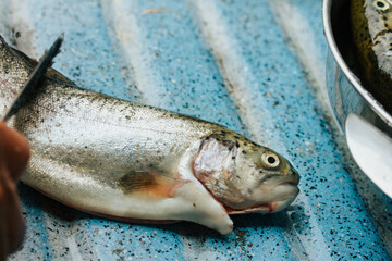 Photograph of hands removing the scales from a trout for food preparation. 