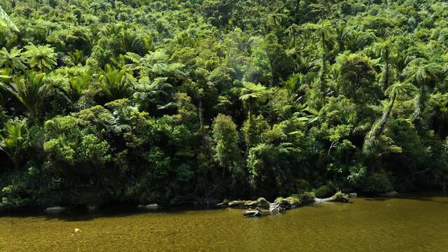 Close-up forest with nikau palm trees and ferns at Pororari river, Paparoa National Park, New Zealand