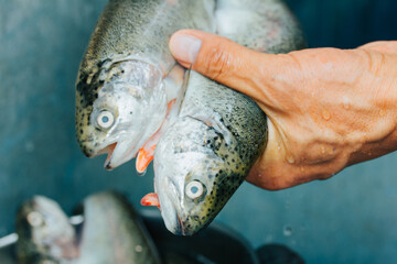 Photograph of hands washing trout for cooking. - obrazy, fototapety, plakaty