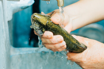 Photograph of hands washing trout for cooking.