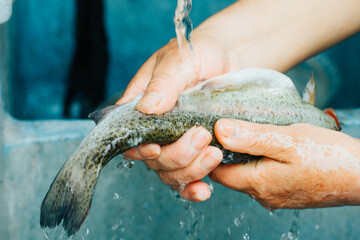 Photograph of hands washing trout for cooking.