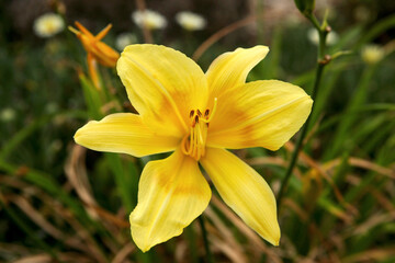 Fototapeta na wymiar Delicate yellow oriental lily growing wild in Southern California