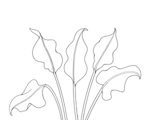 カラー（花）の葉の線画イラストセット