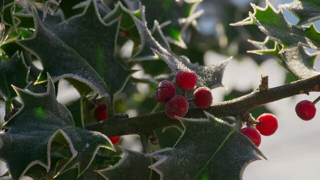Cold winters footage of a holly bush with ripe red berries covered in morning frost. Freezing UK temperatures.