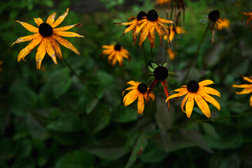 Yellow Black-eyed Susan wildflowers against a derk leafy background in New Hampshire. - obrazy, fototapety, plakaty
