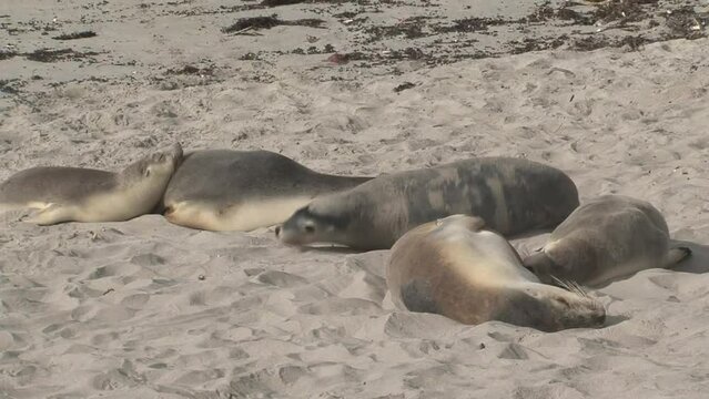 Sand Slumber: Sea Lions Resting on the Shore