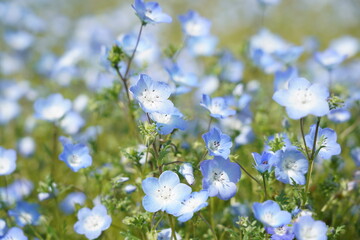 青の洞門　ネモフィラシーズン　大分県中津市本耶馬渓　