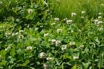 クローバー 青の洞門近辺 ネモフィラシーズン 大分県中津市本耶馬渓