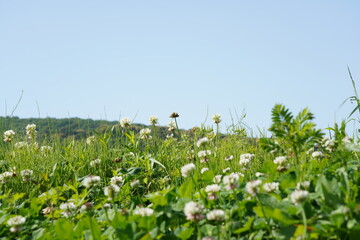 Obraz premium クローバー 青の洞門近辺 ネモフィラシーズン 大分県中津市本耶馬渓 